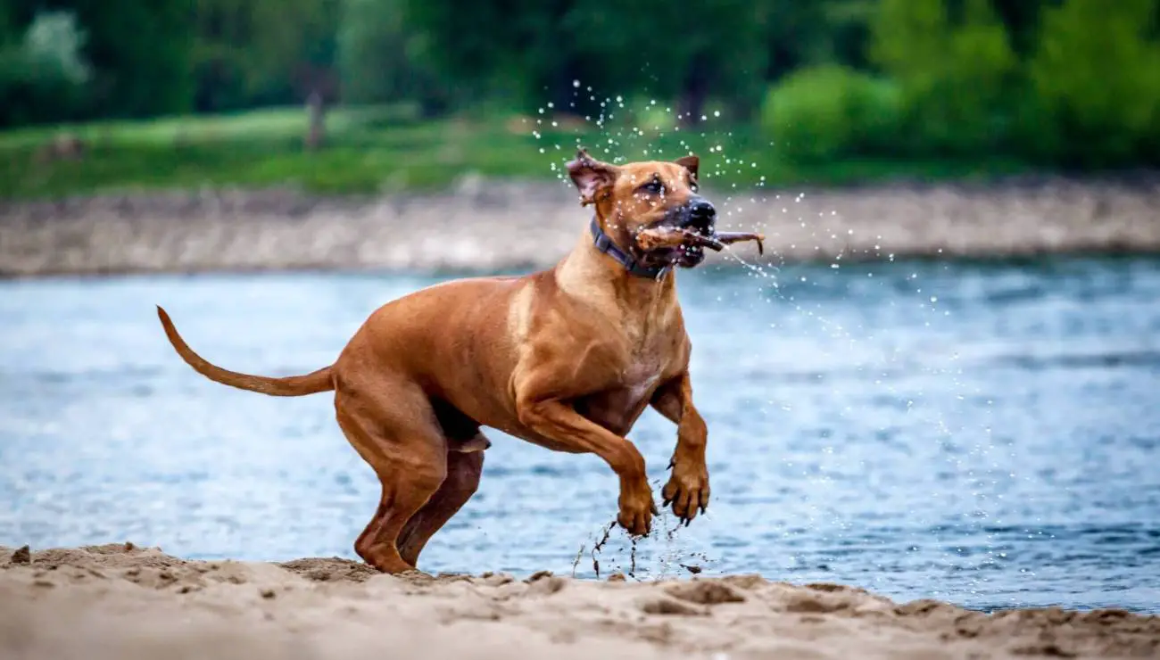 Rhodesian Ridgeback 2