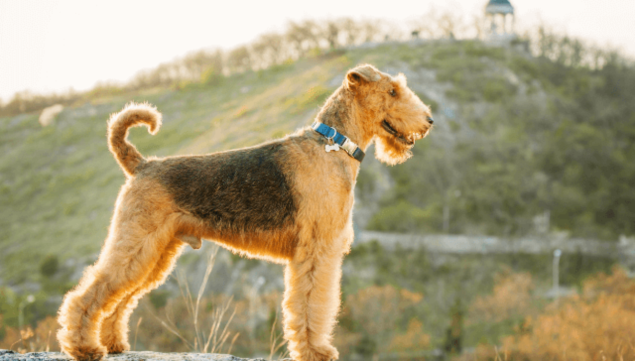 are airedale terriers good family pets