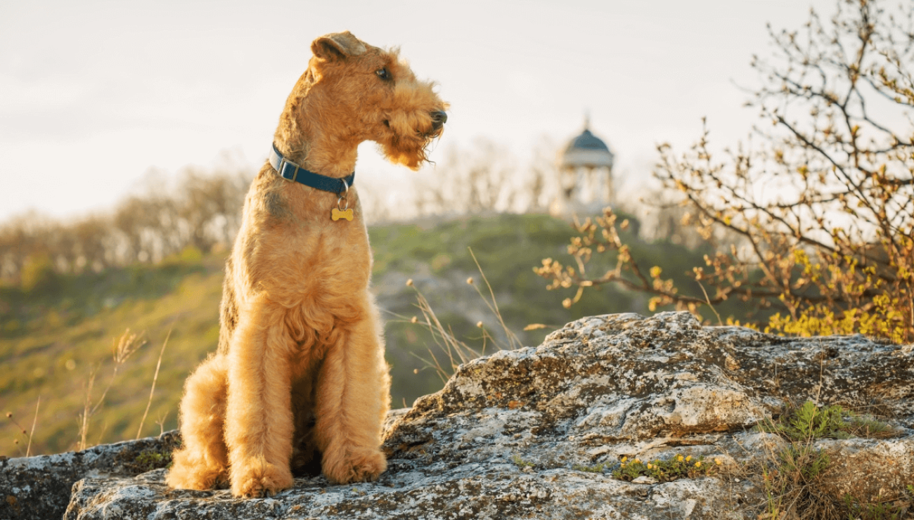 are airedale terriers good family pets