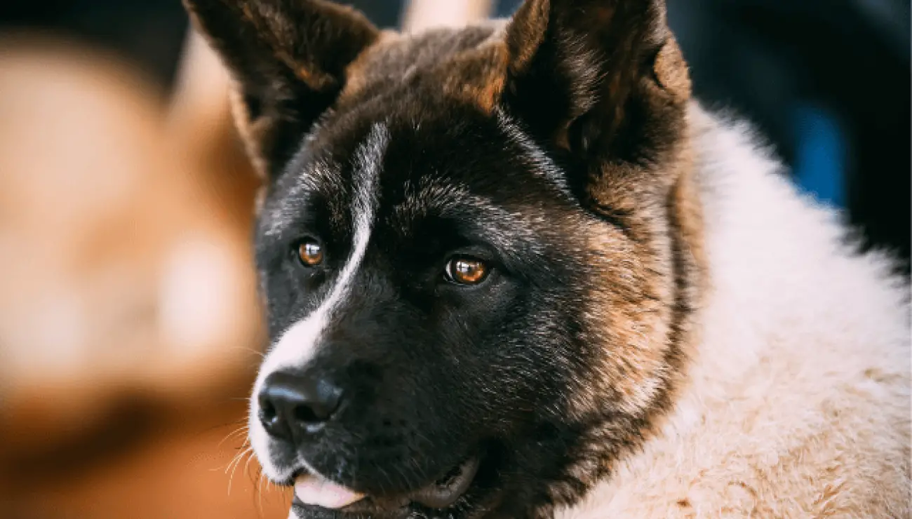 Amerikanischer Akita 0