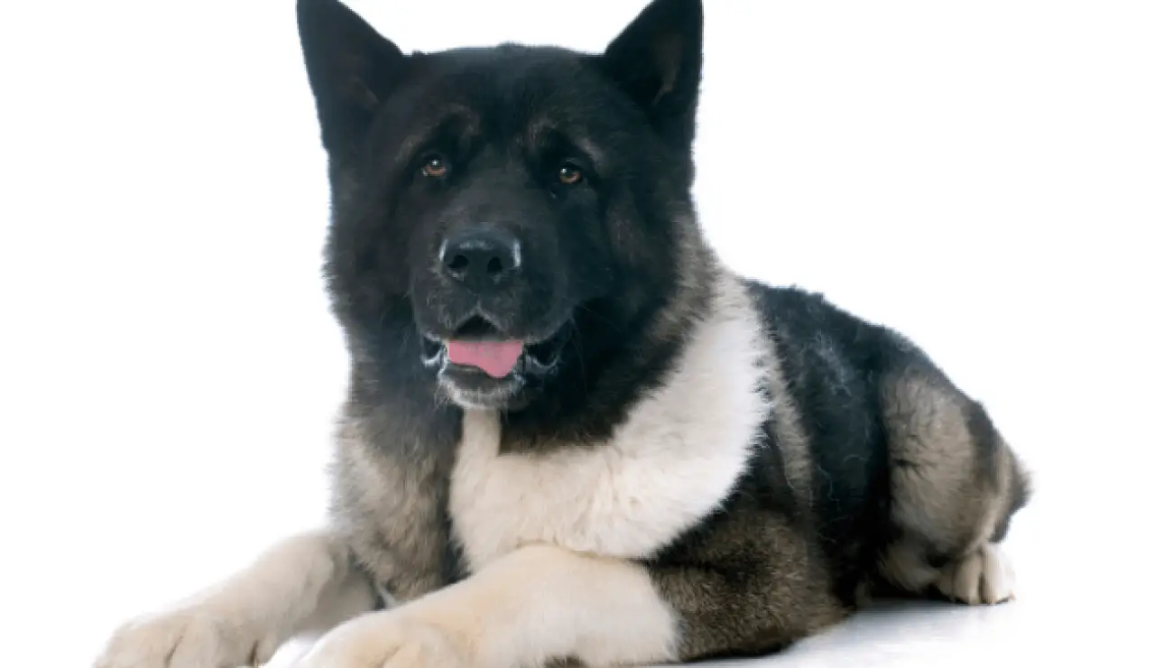 Amerikanischer Akita 1