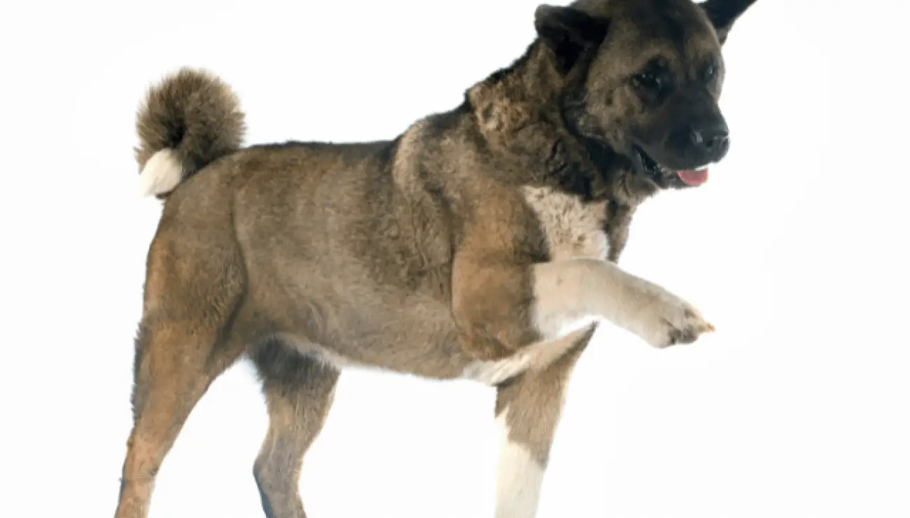 Amerikanischer Akita 3