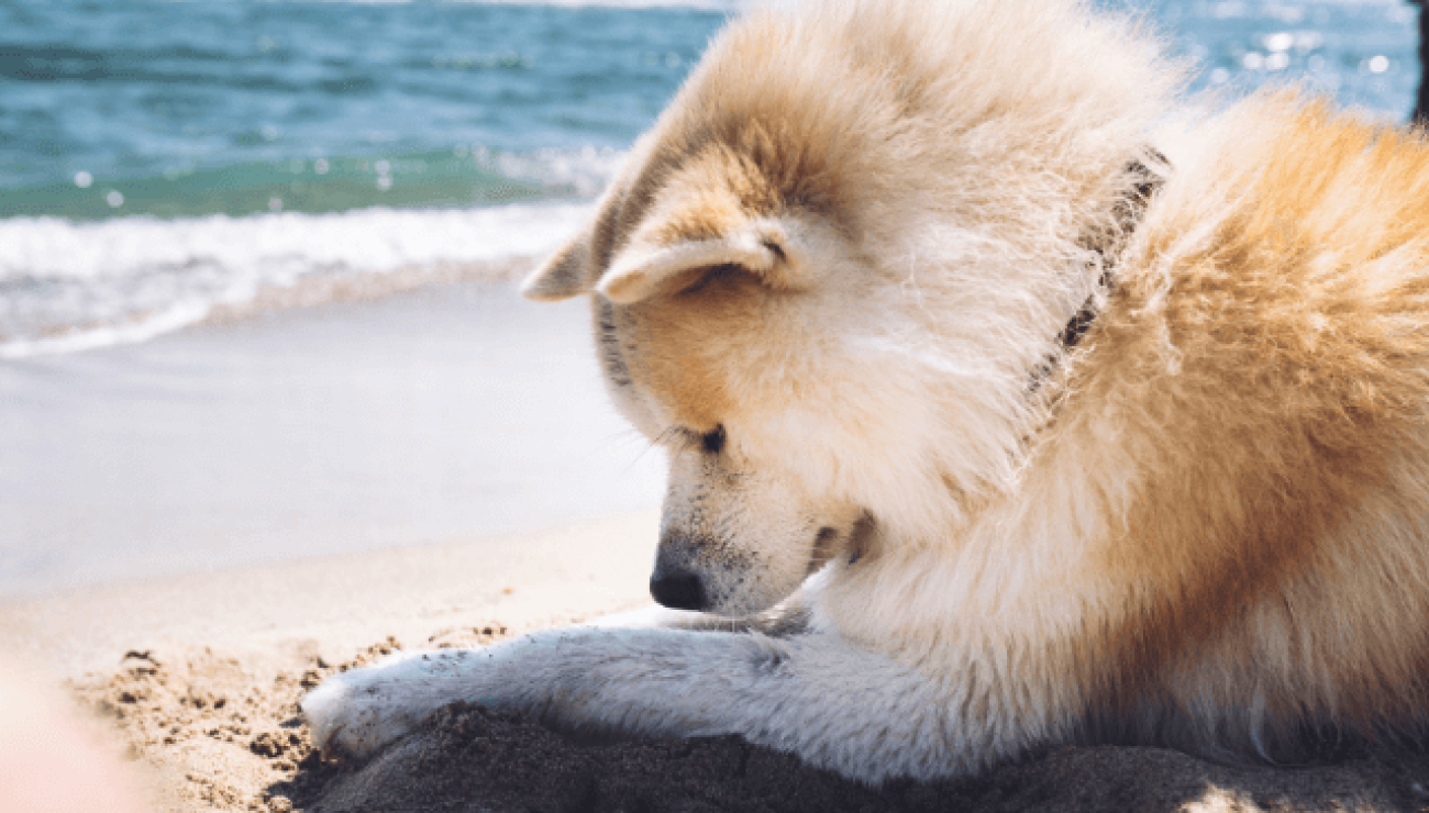 Akita Inu | Dog Breed Info, Guide & Care