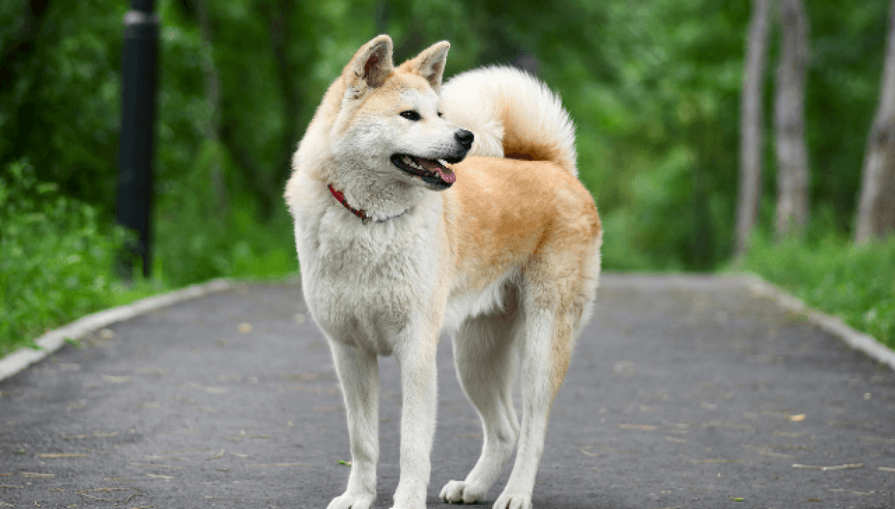 Akita Inu | Dog Breed Info, Guide & Care