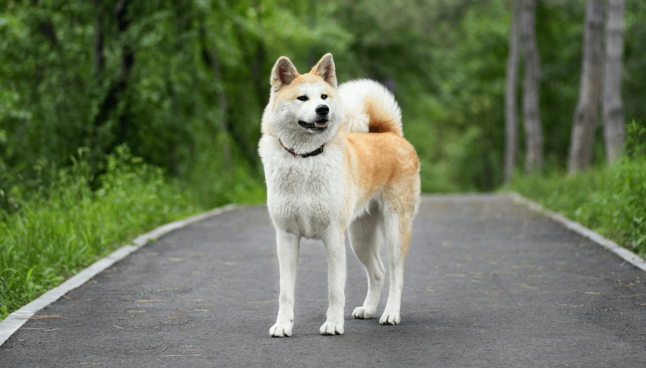 Akita Inu | Dog Breed Info, Guide & Care