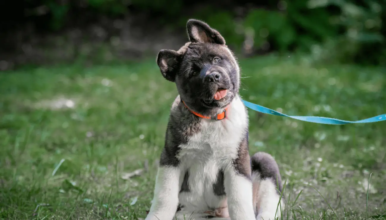 Amerikanischer Akita