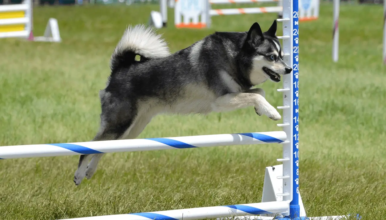 Alaskan Klee Kai