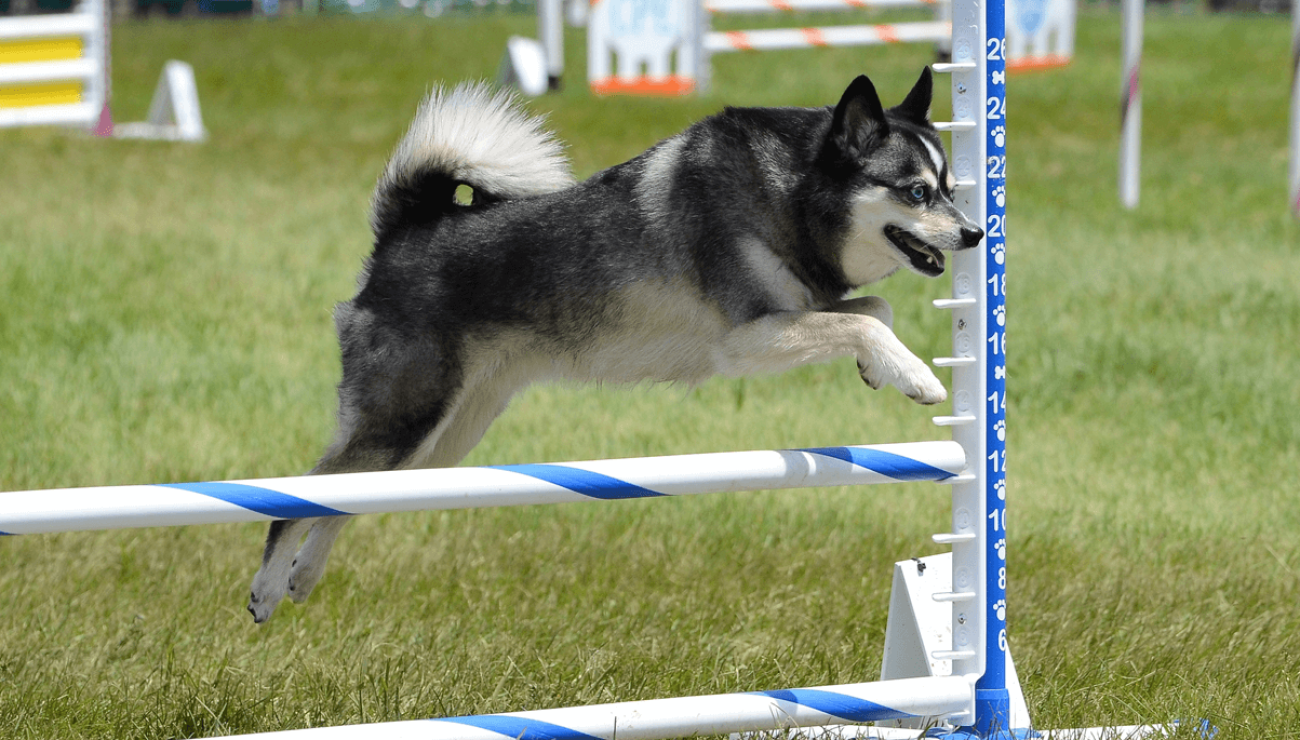 Alaskan Klee Kai Dog Breed Information - Showsight