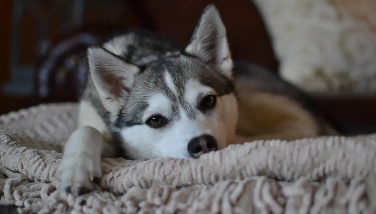 Alaskan Klee Kai 0