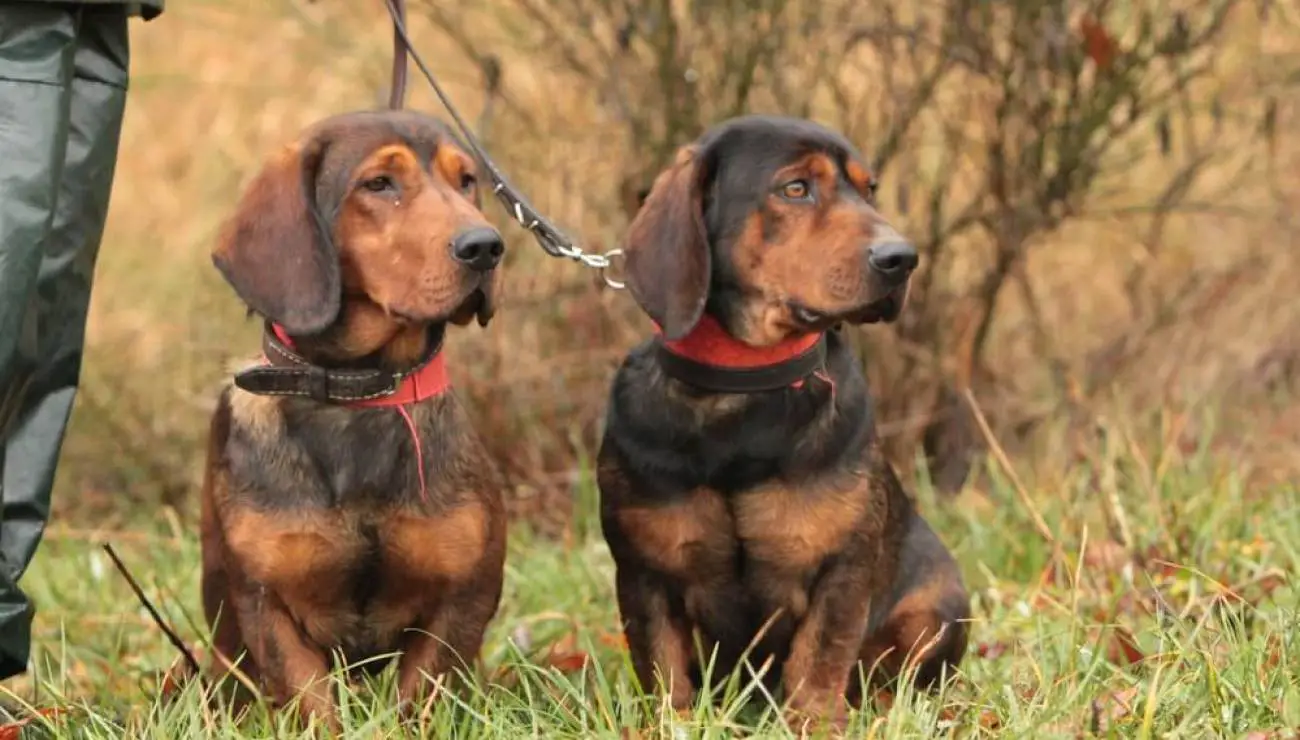 Dachsbracke de los Alpes