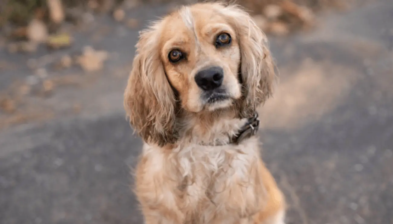 Cocker spaniel americano 0