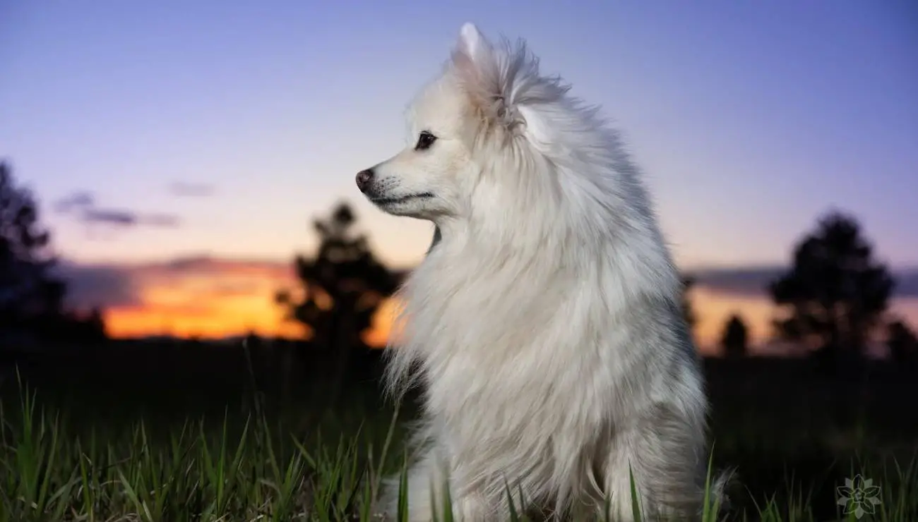 American Eskimo dog