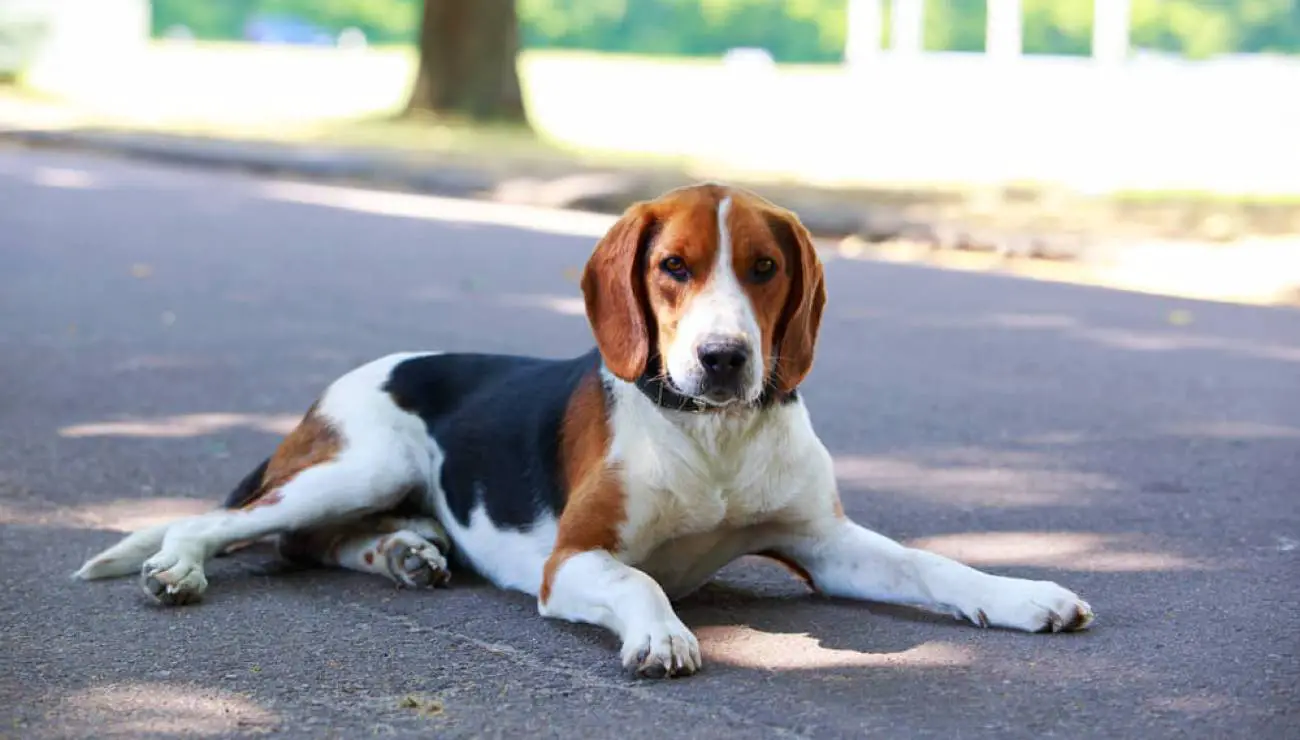 American Foxhound