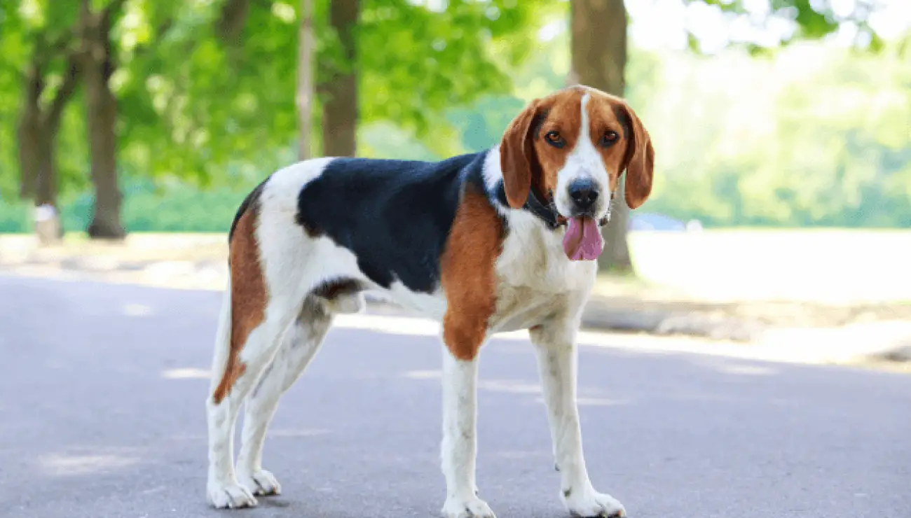 American Foxhound 2