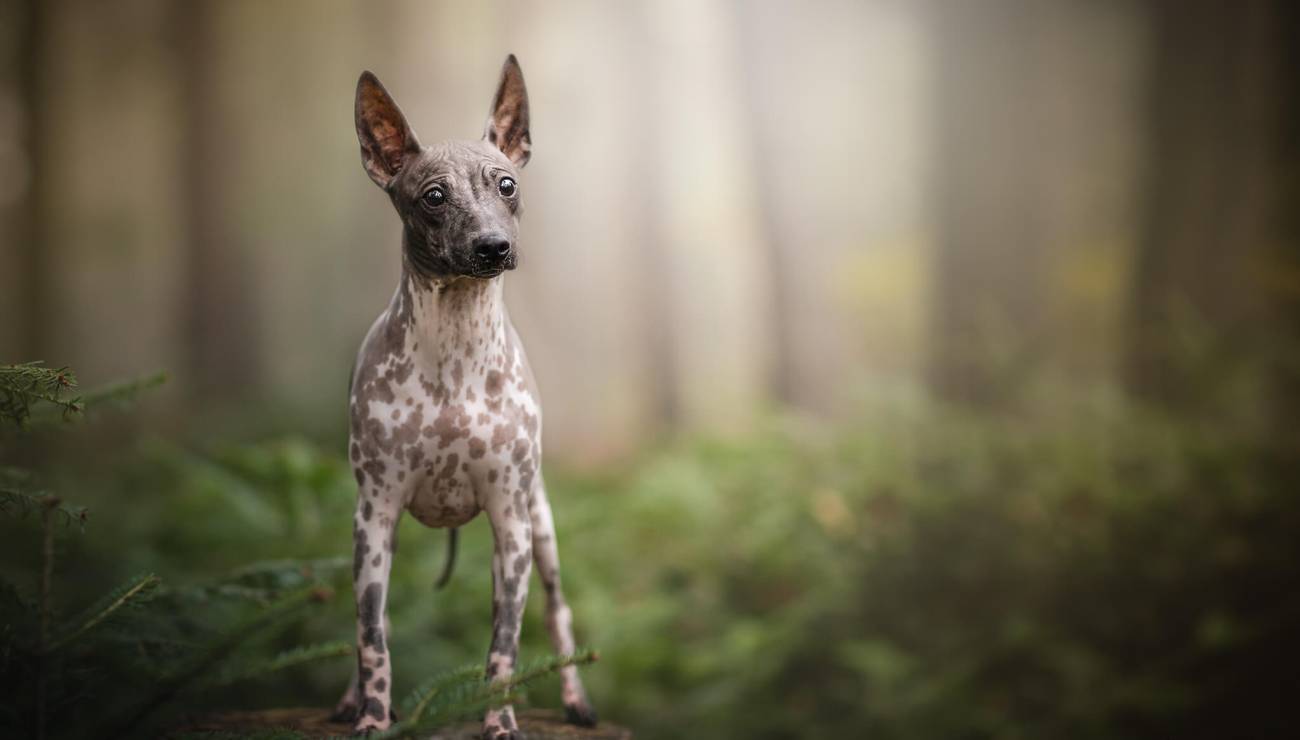 American Hairless Terrier