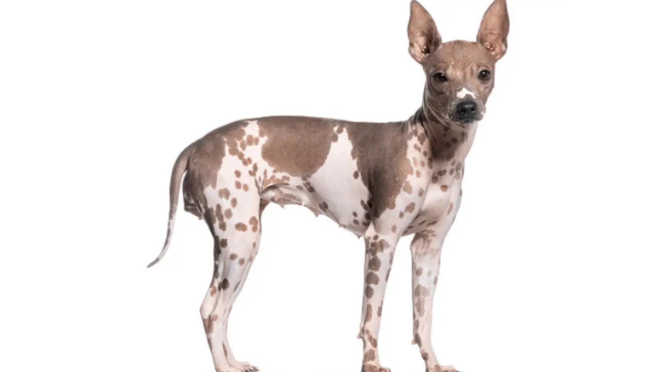 American Hairless Terrier 1