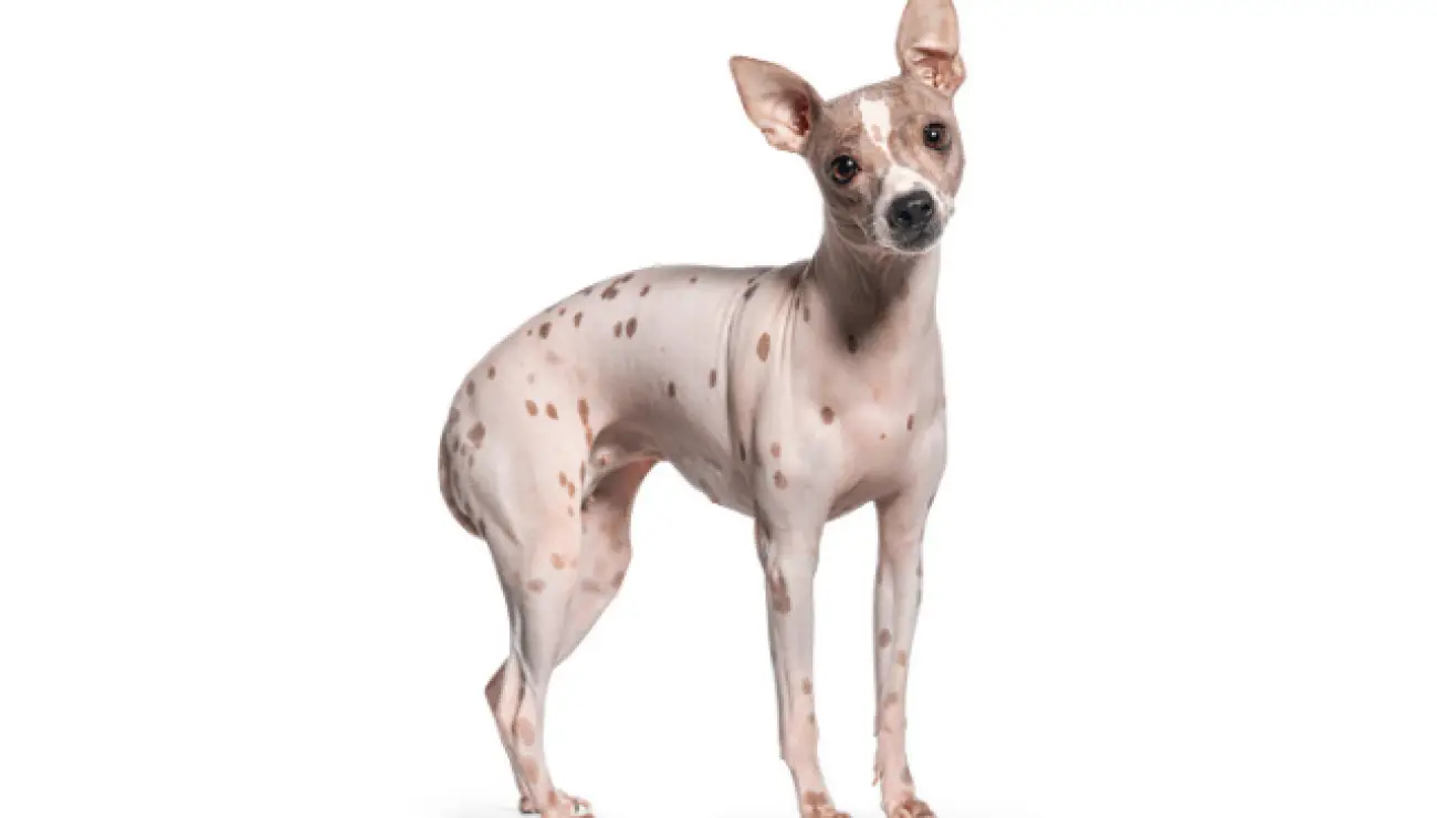 American Hairless Terrier 2