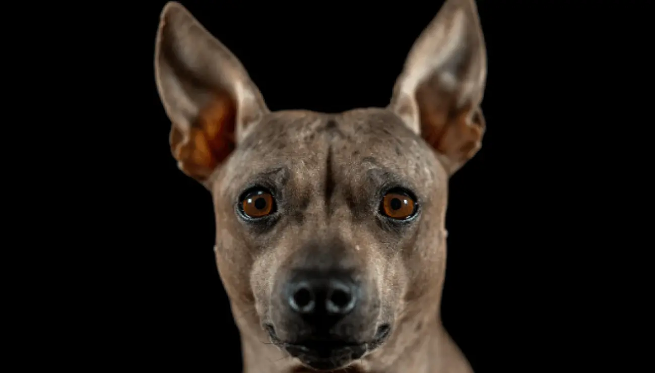 American Hairless Terrier 3