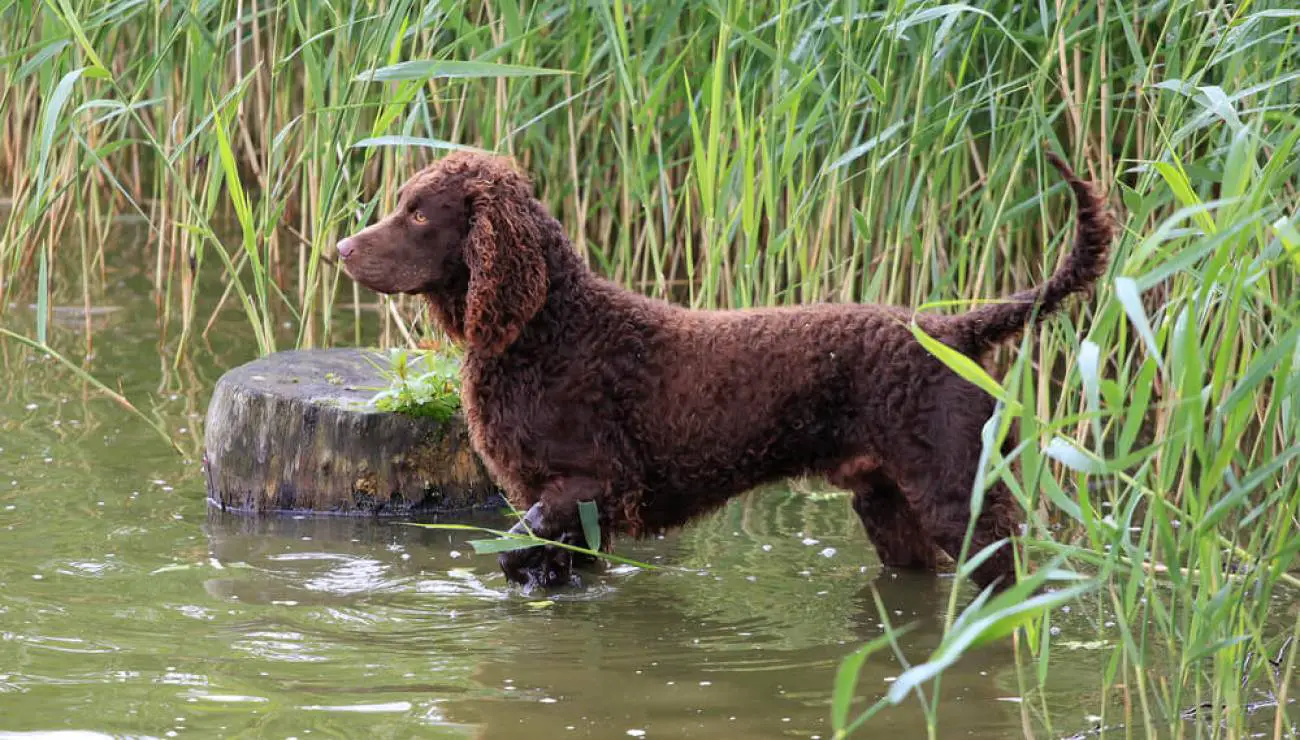 Perro de Agua Americano