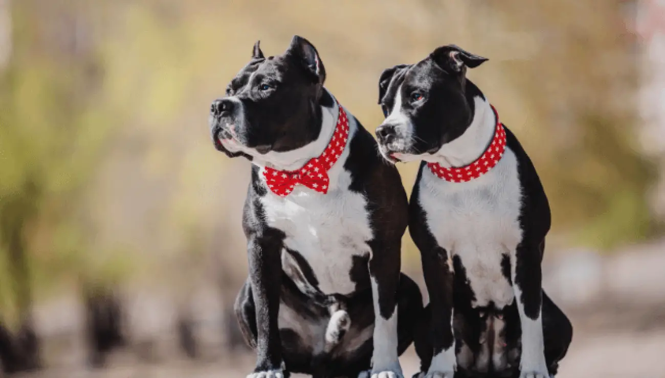 American Staffordshire Terrier 5