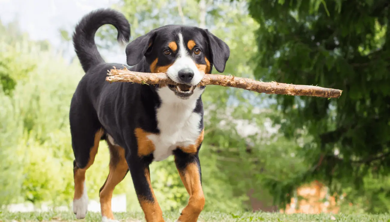 Appenzeller Sennenhund