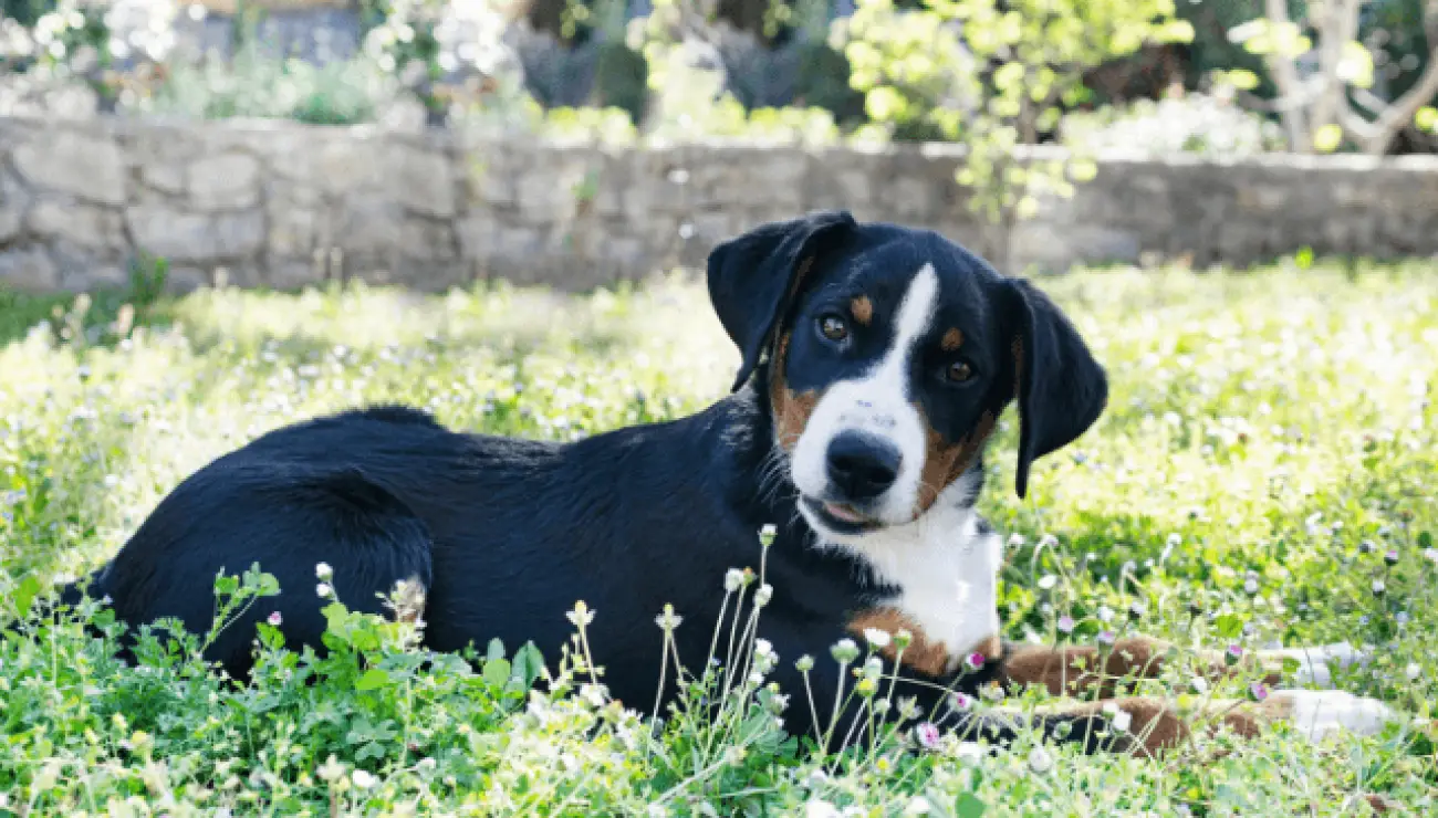 Perro Boyero de Appenzell 3