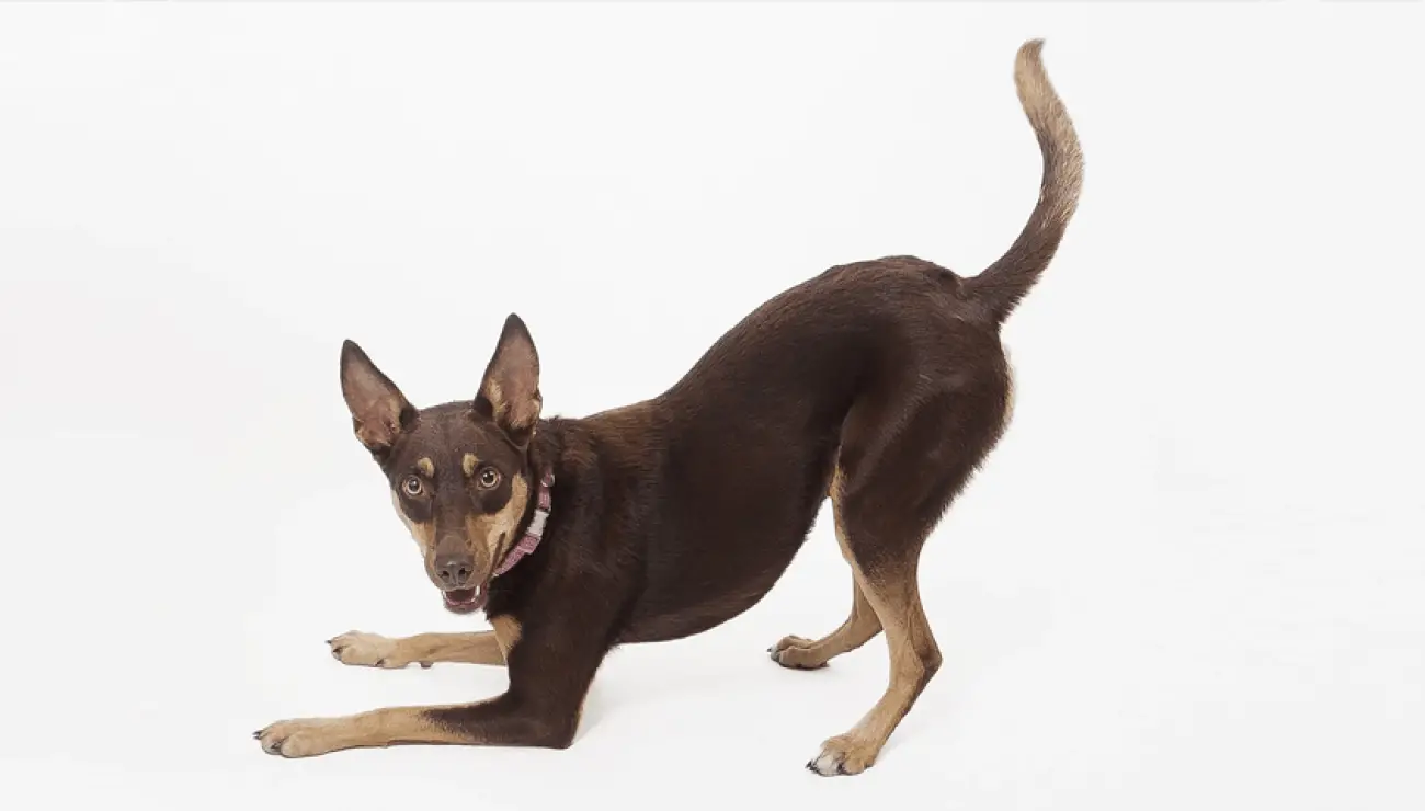 Kelpie Australiano