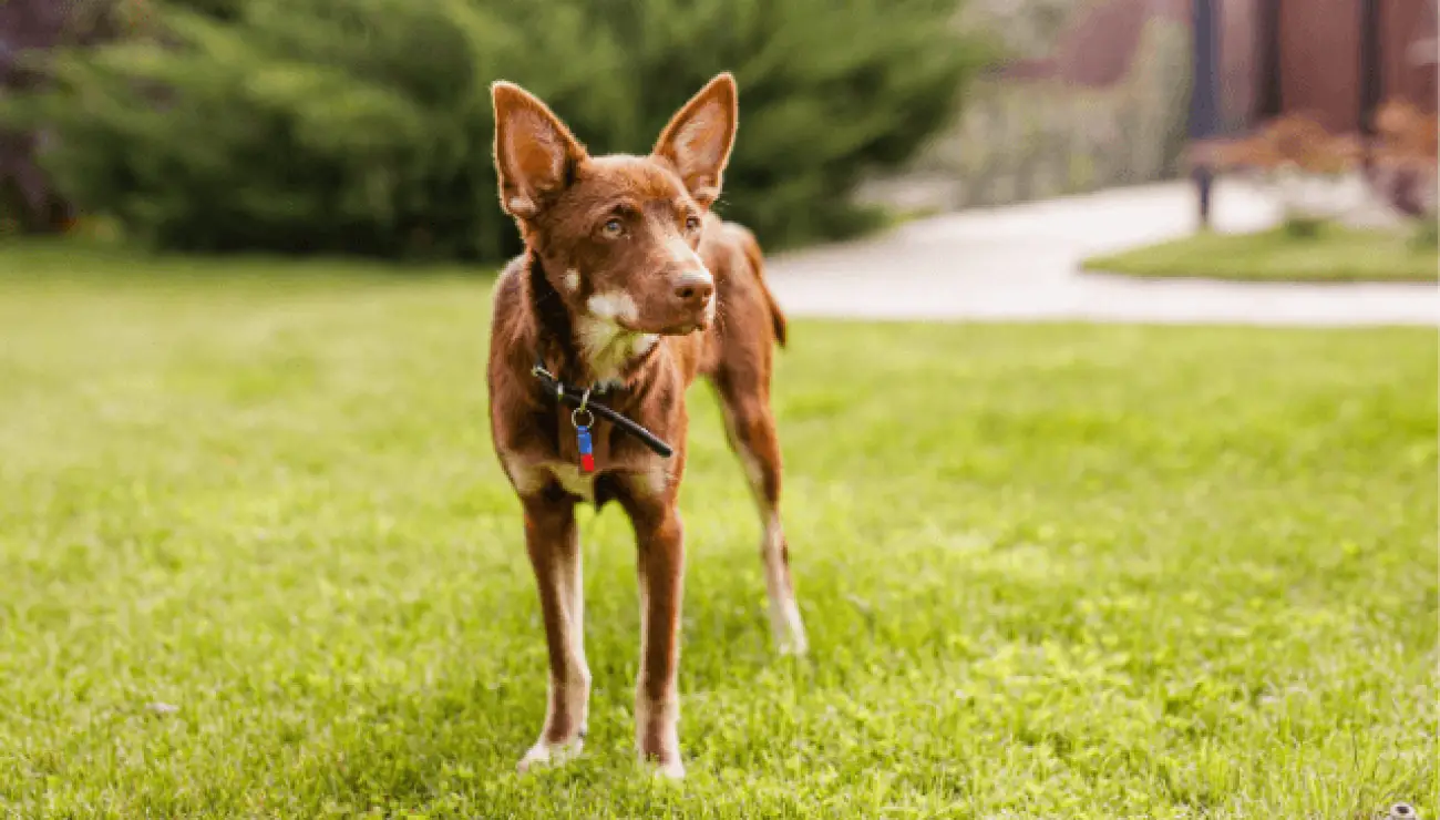 Cane da Pastore Australiano Kelpie 0