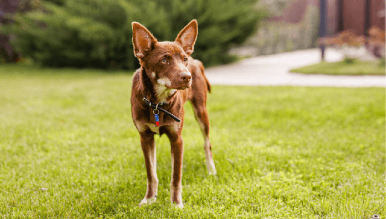 what is the australian kelpie