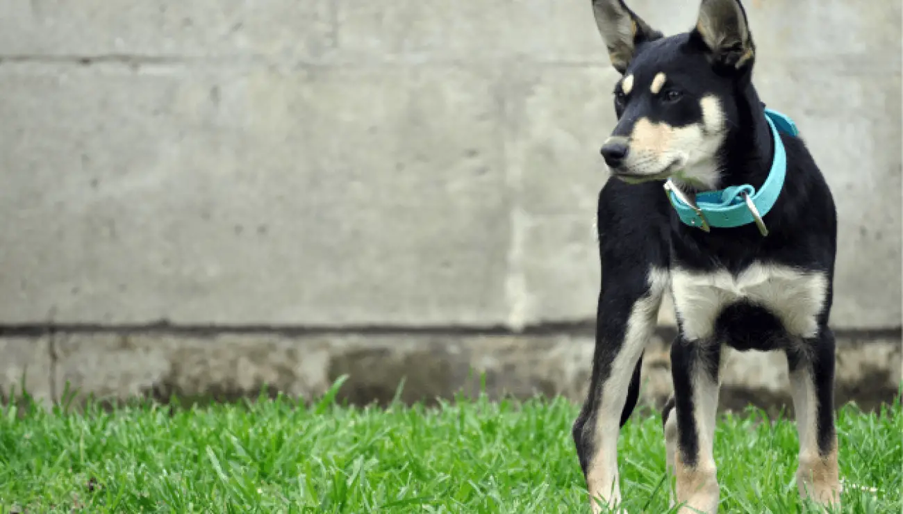 Australian Kelpie 1