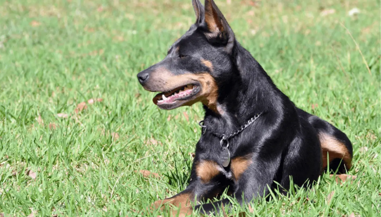 Kelpie Australien 2