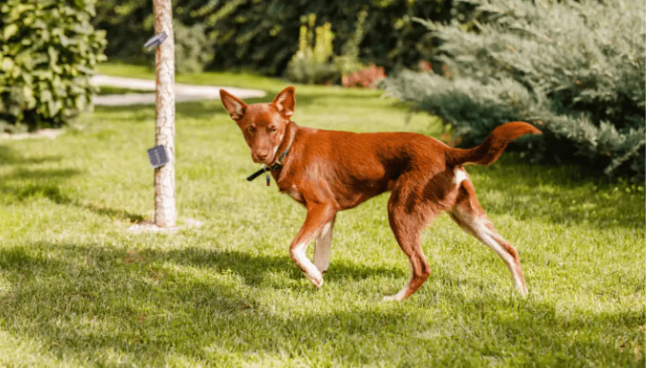 Cane da Pastore Australiano Kelpie 3