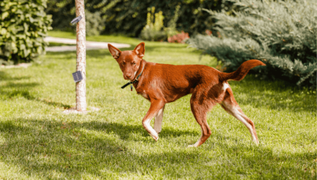 what is the australian kelpie