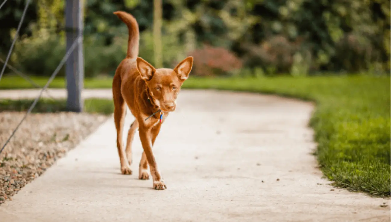 Kelpie Australiano 4