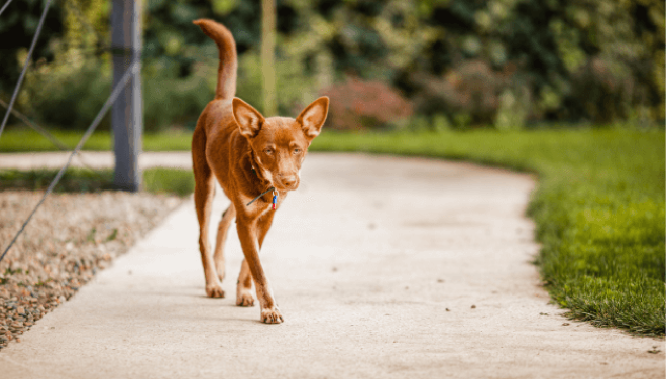 puede un kelpie australiano vivir en rusia