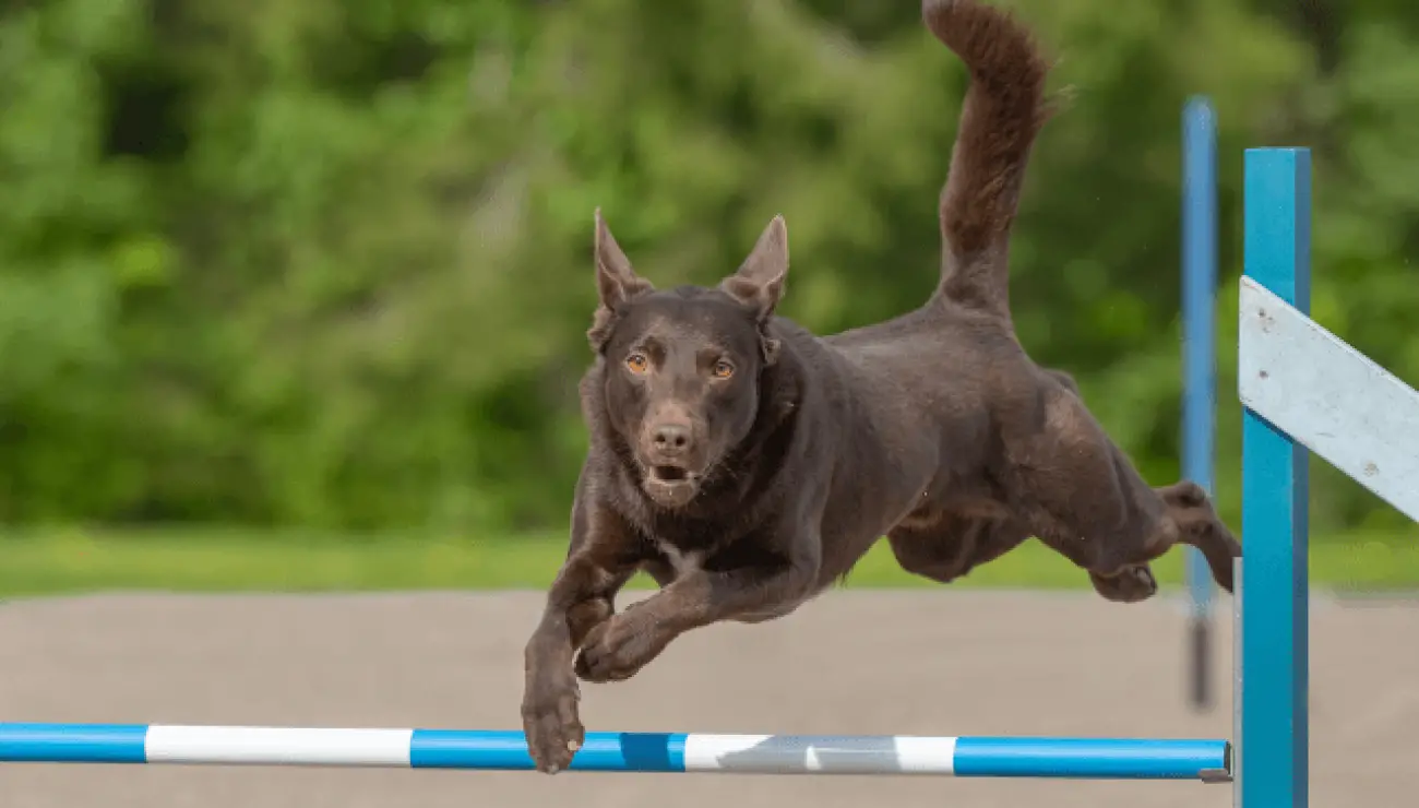 Kelpie Australien 5