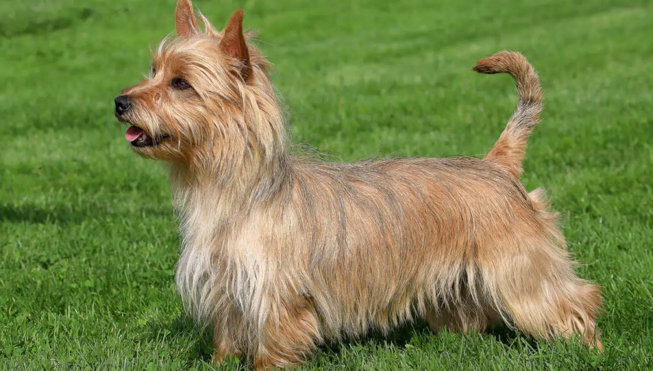 Australian Terrier