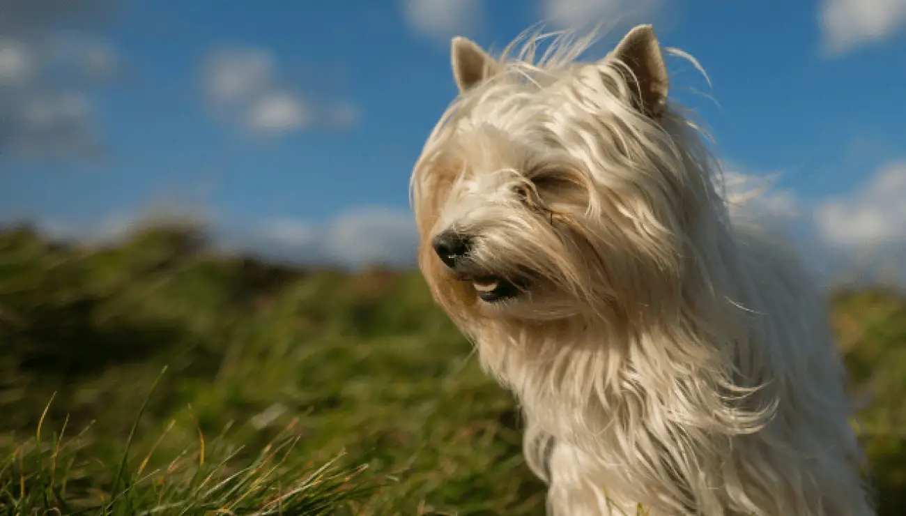 Australian Terrier 1