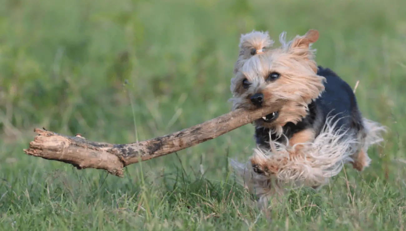 Australian Terrier 0