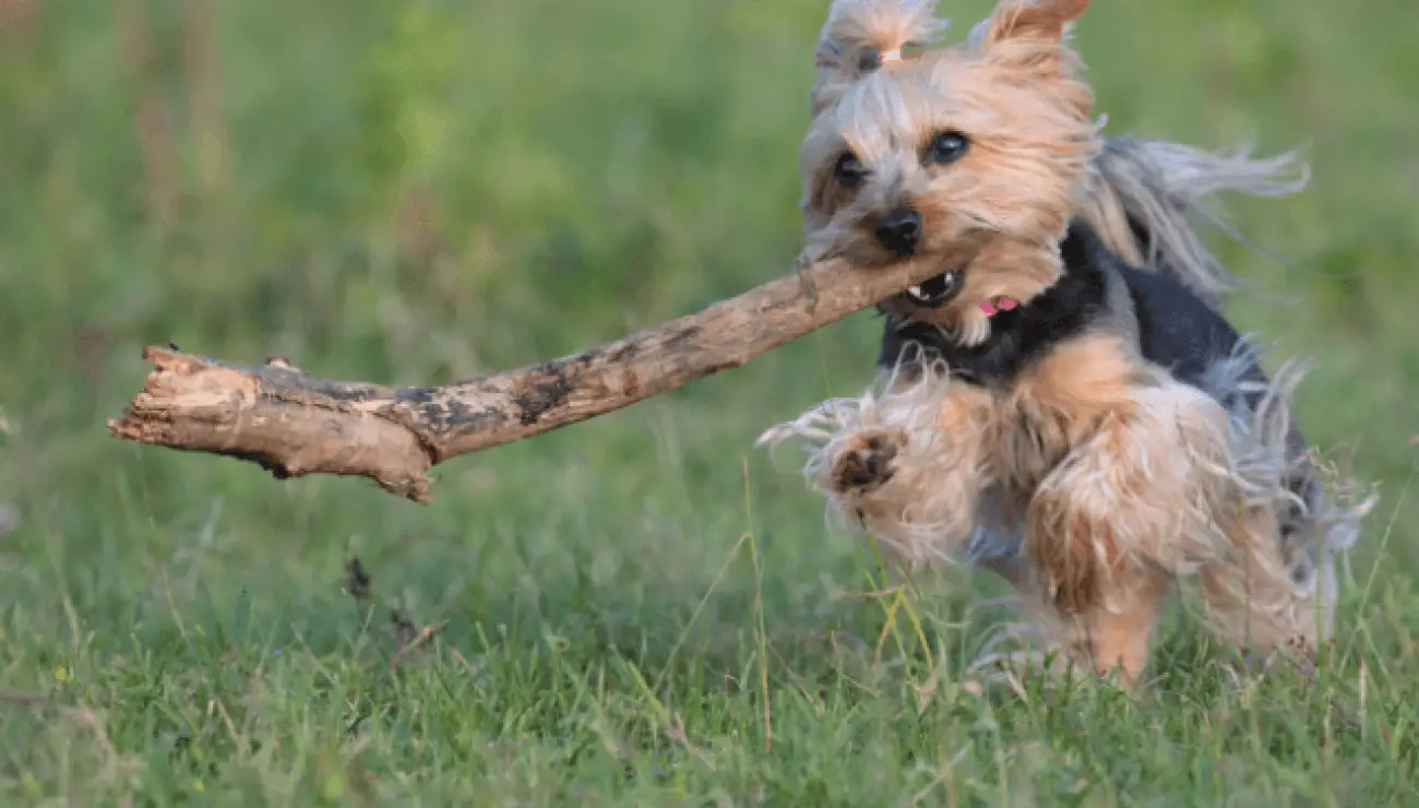 Australian Terrier 2