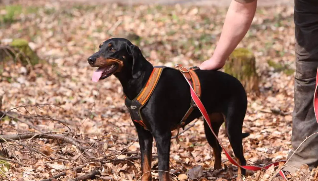 Austrian Black and Tan Hound