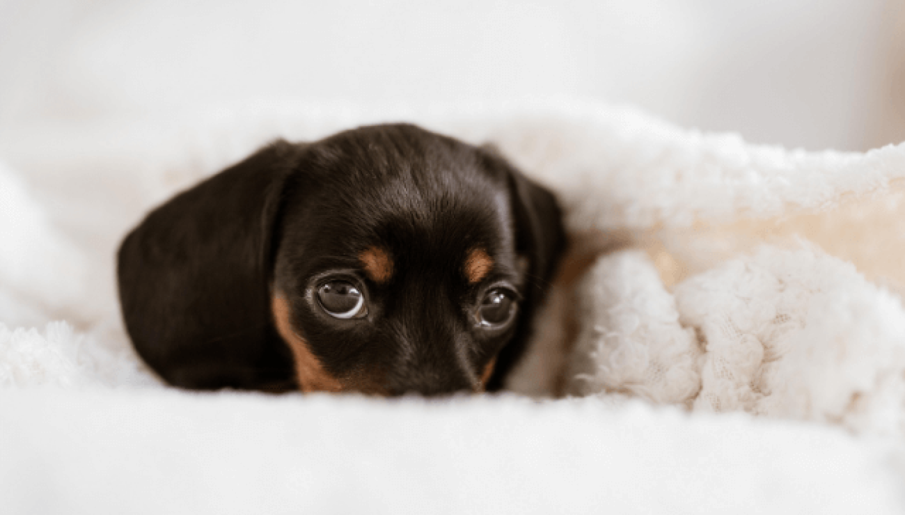 Austrian Black and Tan Hound 1