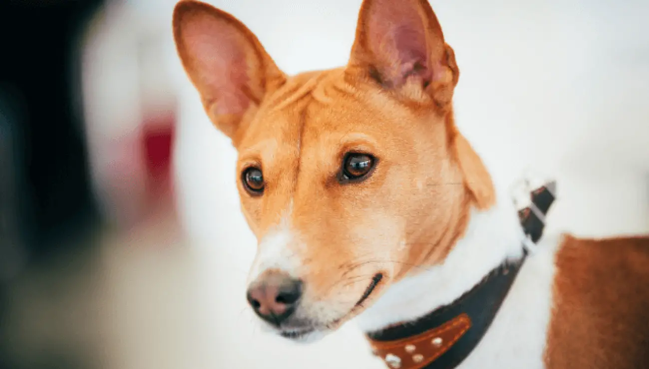 Basenji 0