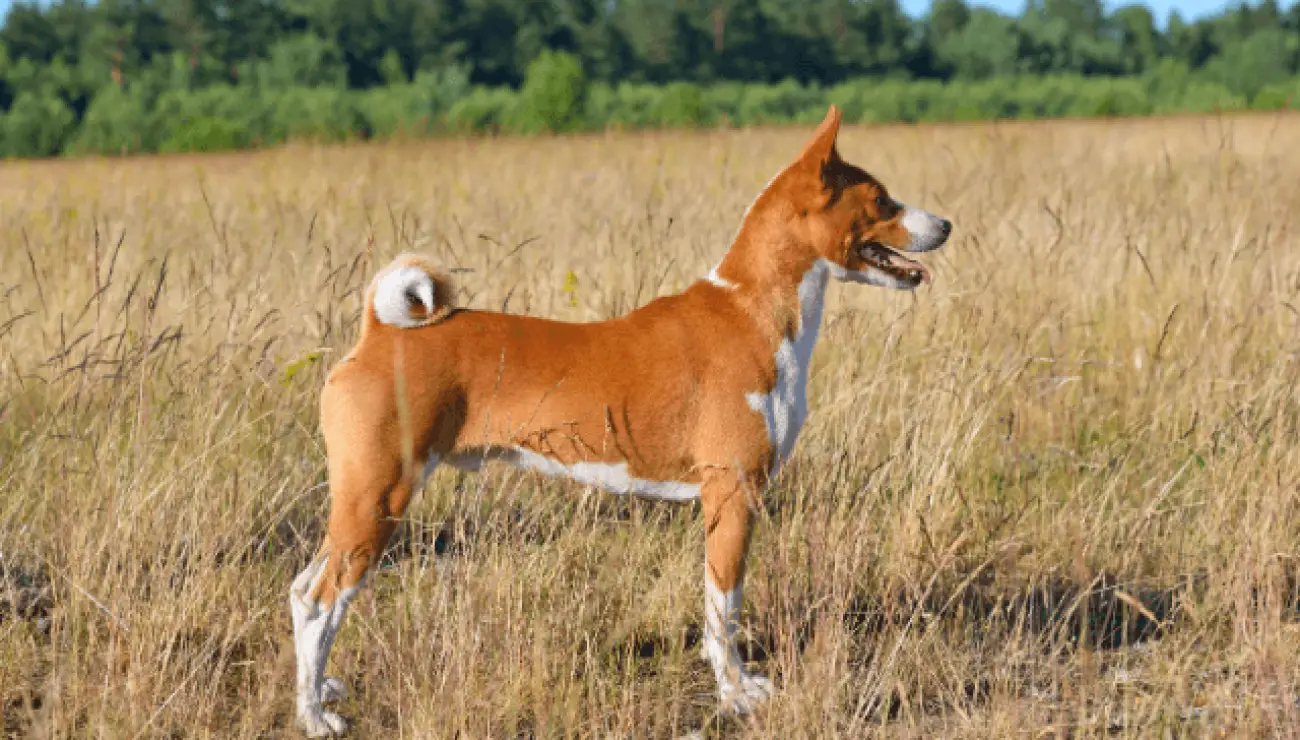 Basenji 1