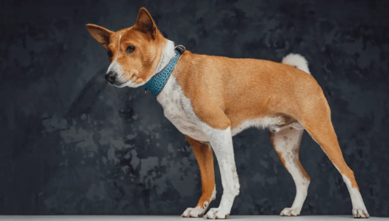 Basenji 2