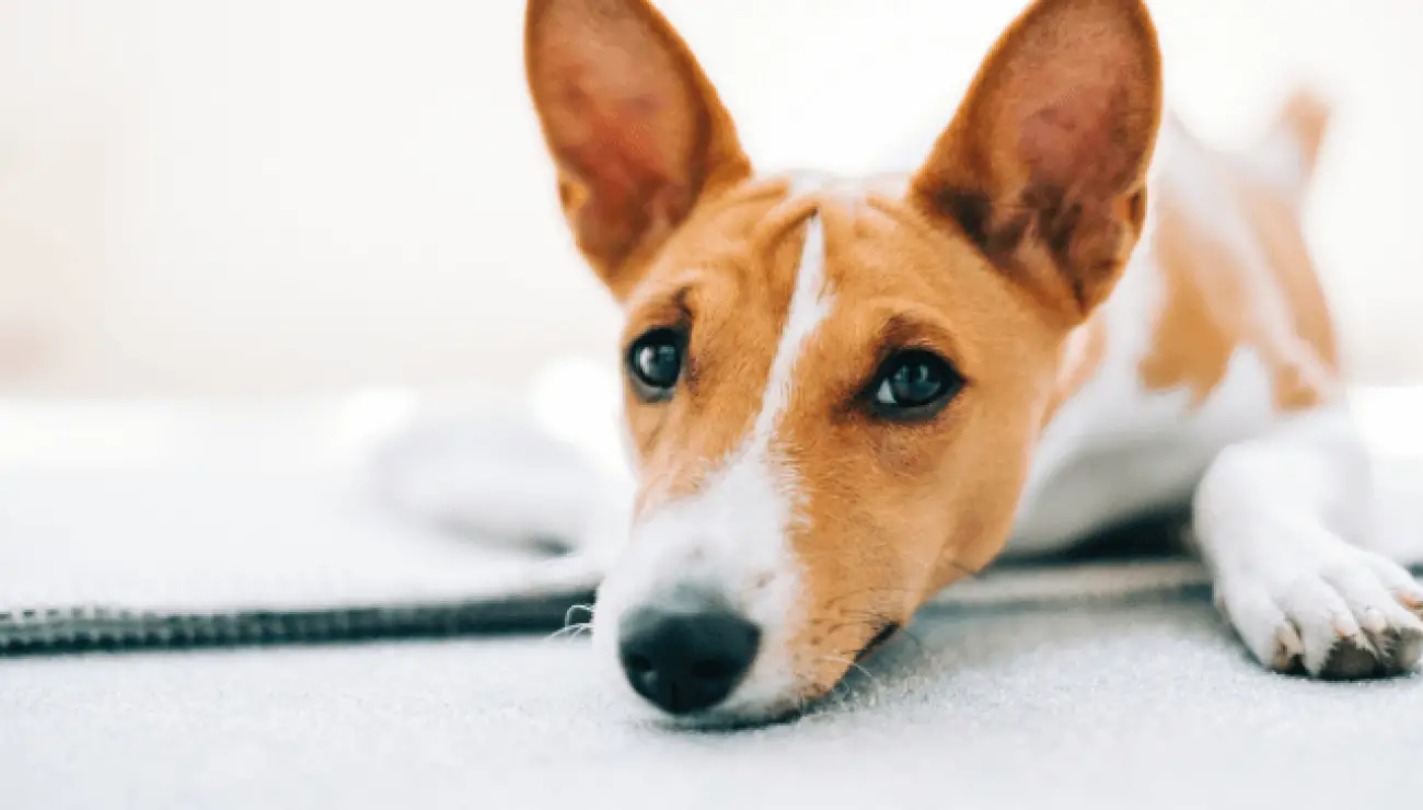 Basenji 3