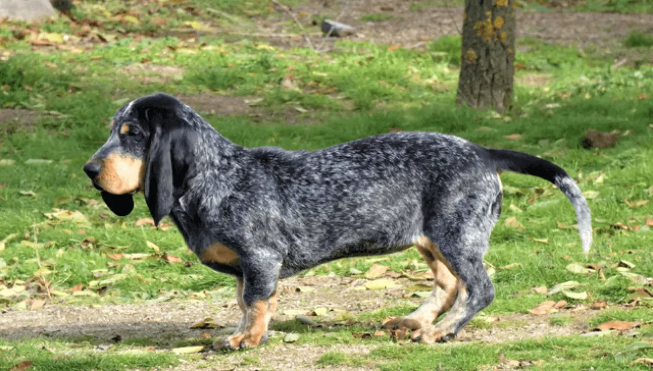 Basset azul de Gascuña 1