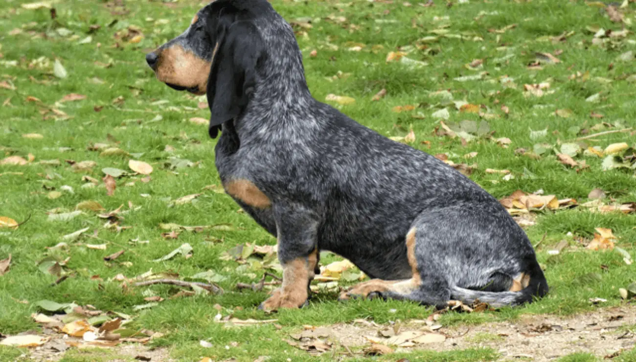 Blauer Basset der Gascogne 2