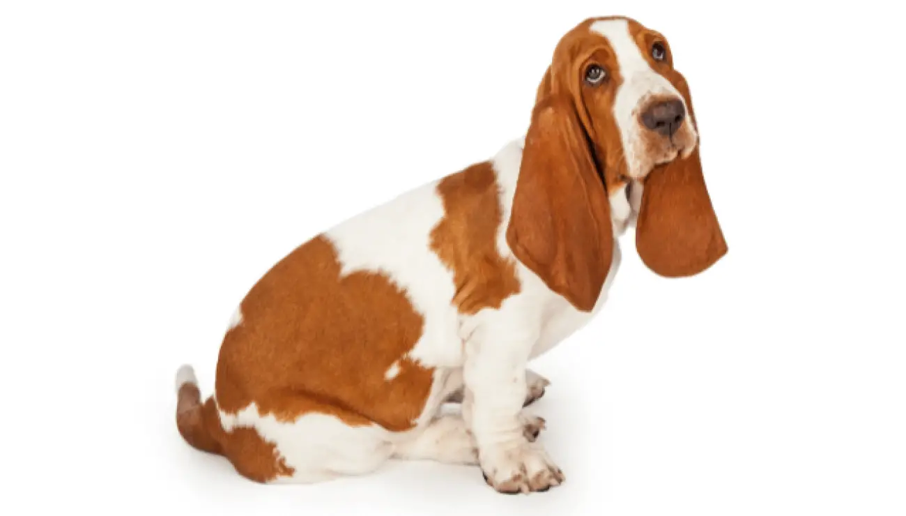 Basset Hound 3