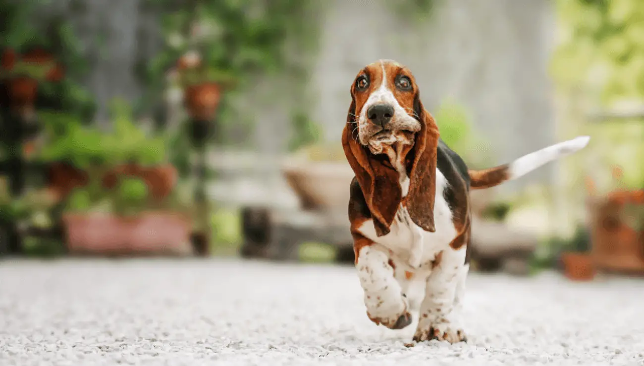 Basset Hound 1